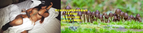 шишки Алзамай